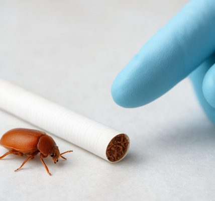 A closely captured cigarette beetle next to a cigarette on a surface, with a gloved hand reaching towards it.