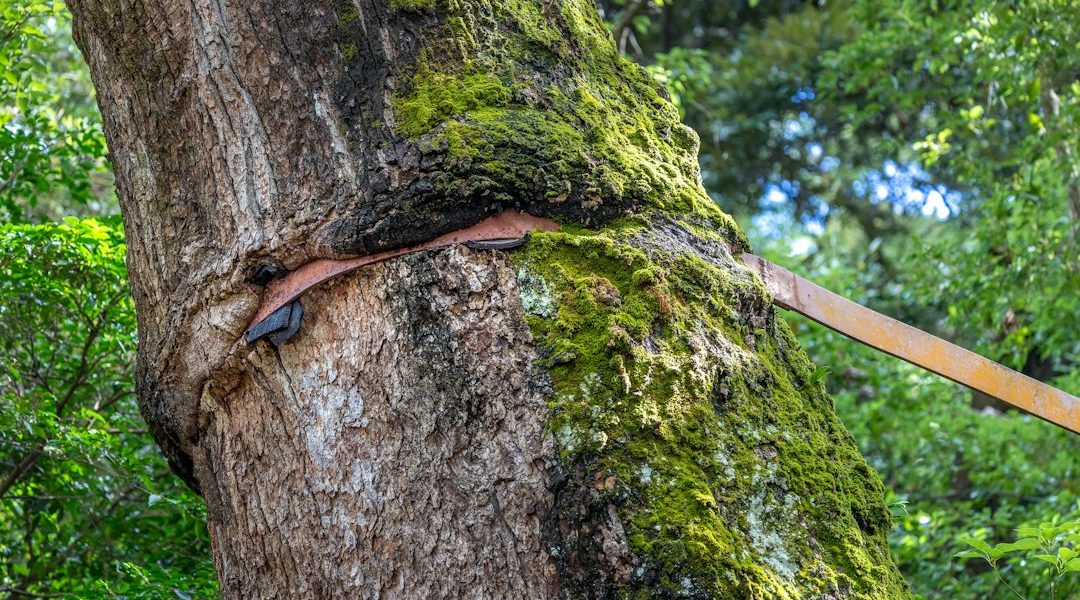 A close-up view of a tree with a supportive strap wrapped around its trunk, showcasing moss and greenery in the backgrou
