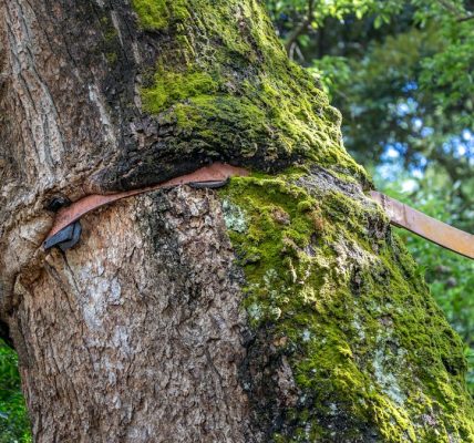 A close-up view of a tree with a supportive strap wrapped around its trunk, showcasing moss and greenery in the backgrou
