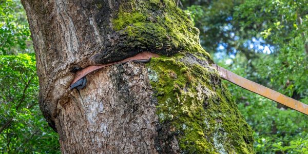 A close-up view of a tree with a supportive strap wrapped around its trunk, showcasing moss and greenery in the backgrou