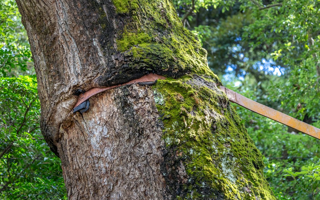 A close-up view of a tree with a supportive strap wrapped around its trunk, showcasing moss and greenery in the backgrou