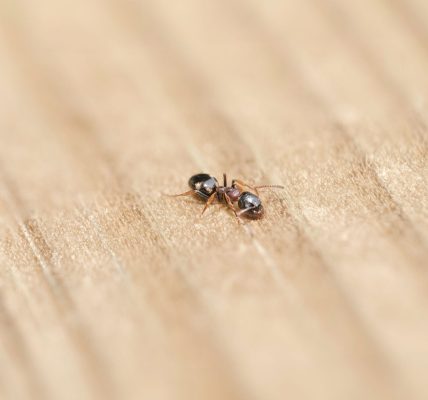 Close-up of a black ant on a wooden surface